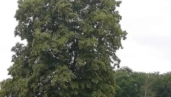 Bridel - Kopstal