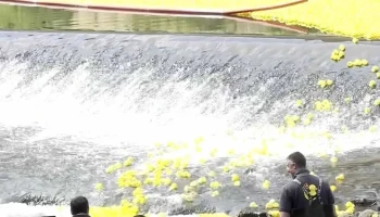 Duck Race Rt Luxembourg - Ville-Haute Luxembourg