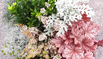 Fleurs Arthur & André Wüst - Steinsel