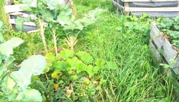 Jardin communautaire - Sanem