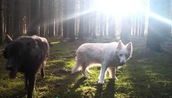 Wolf Spirit Dogcoach - Luxembourg