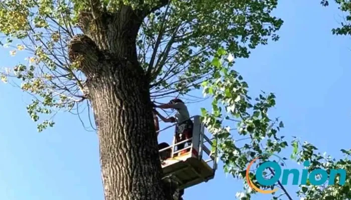 Arborcare Bewaertunge - Steinfort