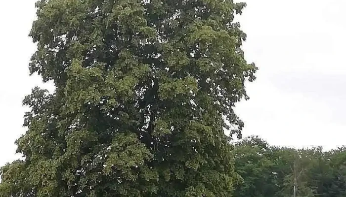 Bridel - Kopstal