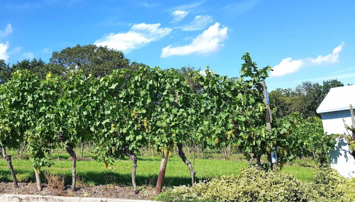 Domaine Henri Ruppert -  Bewaertungen - Schengen