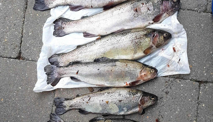 Etangs De Fischbach -  Wou - Fischbach