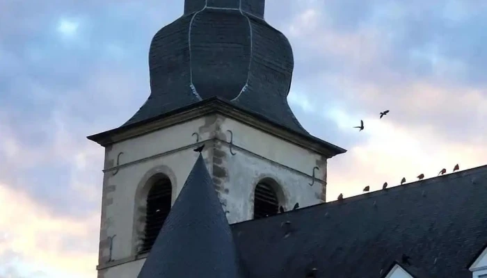 Fishmarket -  Videos - Luxemburg