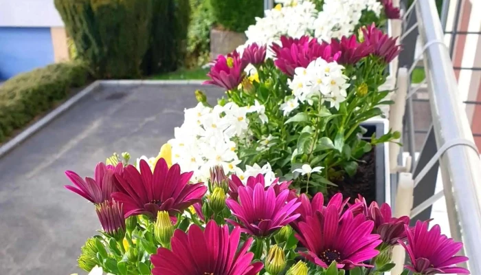 Fleurs Arthur Andre Wust Kommentaren - Steinsel