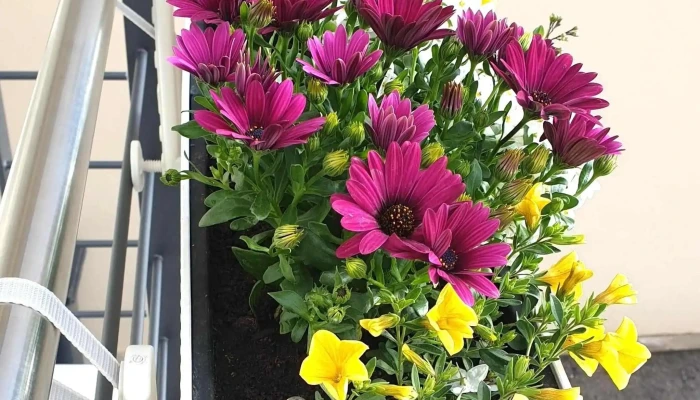 Fleurs Arthur Andre Wust No Bei Mir - Steinsel