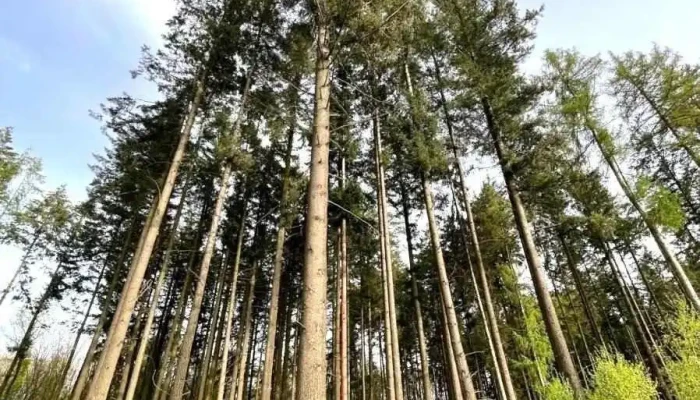 Horsmans Sarl Holz - Lintgen