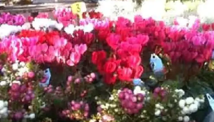 Les Jardins De La Sure Blute - Rosport-mompach