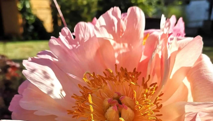 Mille Fleurs -    Jan Lippmann Remisen - Mertert