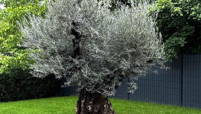 Mon Jardin -  Fotoen - Dippach