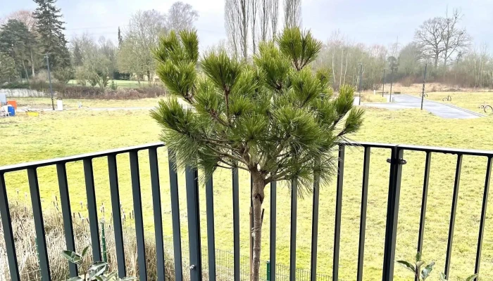 Mon Jardin -  No Bei Mir - Dippach