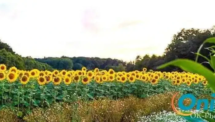 OK-Photography - Berburg Manternach