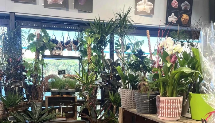 Rue Des Fleurs -  Katalog - Strassen