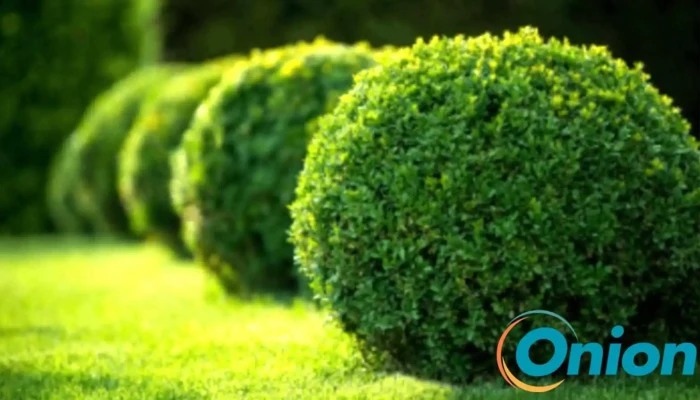 Top Jardin - Kayl